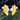 14K Gold Sunburst Radiant & Lightweight Pearl Stud Earrings for Women